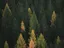 Forest video