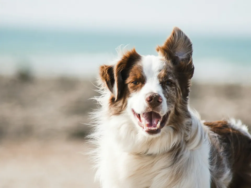 Dog portrait in natural light